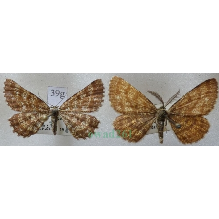 Ematurga atomaria (Linnaeus, 1758) pair Poproch pylinkowiak Czech39g